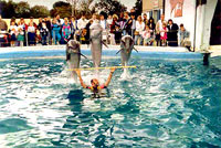 dolphins2 [ 50.05 Kb ]