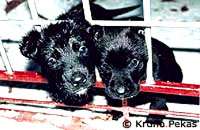 dogs_pekas [ 21.95 Kb ]