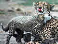 Gepard - ivot ivotinja