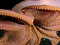 Hobotnica - ivot ivotinja
