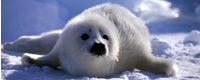 Invitation to the Protest against the Seal Killing Invitation to the Protest against the Seal Killing