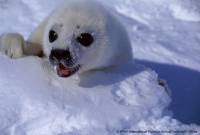 IFAW - grendlandski tuljan 2 [ 76.15 Kb ]