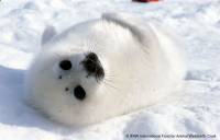 IFAW - grendlandski tuljan 5 [ 73.21 Kb ]