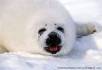 IFAW - grendlandski tuljan 6 [ 70.79 Kb ]