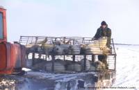 IFAW - grendlandski tuljan 7 [ 82.11 Kb ]