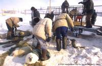 IFAW - grendlandski tuljan 8 [ 132.93 Kb ]