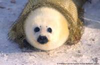 IFAW - grendlandski tuljan 9 [ 97.59 Kb ]