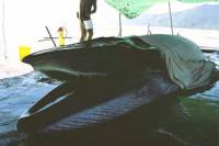 The dying Bryde's whale in Cairns [ 26.19 Kb ]