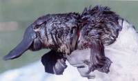 Lucky the Platypus with the cut around his neck from a plastic bag [ 28.48 Kb ]