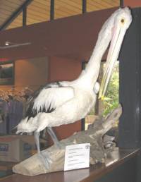 'Pete' the Pelican died at Kiama after swallowing plastic bags [ 51.67 Kb ]