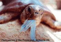 The turtle in Melbourne Zoo [ 31.18 Kb ]