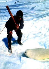 Seal hunt - Sealer 2 [ 98.80 Kb ]