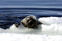 HSUS - Seal climbing onto ice [ 44.83 Kb ]