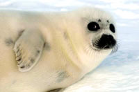 HSUS - Seal pup 4 [ 28.97 Kb ]