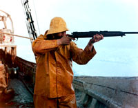 Seal hunt - hunter with the gun [ 86.86 Kb ]