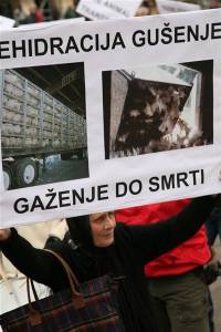 Protest against live animal transport 11 [ 70.74 Kb ]