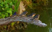 Swallows - copyright Ray Drew [ 69.30 Kb ]