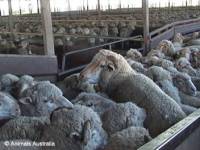 Transport ovaca - Animals Australia