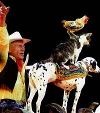 Domestic animals in the circus [ 62.65 Kb ]