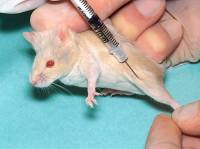 Botox injection in the muscle of the hind leg [ 36.92 Kb ]