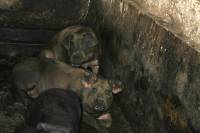 Pig Farm 'Eko Mavrovic' 1 [ 726.83 Kb ]