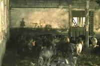 Pig Farm 'Eko Mavrovic' 5 [ 933.18 Kb ]
