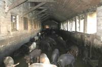 Pig Farm 'Eko Mavrovic' 9 [ 706.51 Kb ]