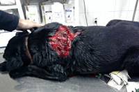 Duga Resa - hunter shot dog [ 40.04 Kb ]