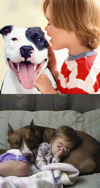 Pitbull