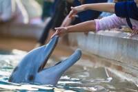 Dolphinarium [ 49.96 Kb ]