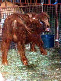 Circus Gaertner 1 [ 37.43 Kb ]