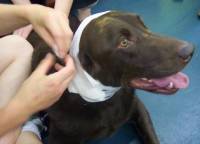 Pet first aid - source: http://pets-to-me.blogspot.com [ 26.55 Kb ]