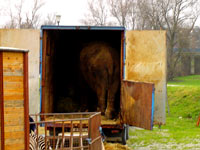 Circus Gaertner 2 [ 152.18 Kb ]