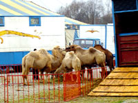 Circus Gaertner 3 [ 155.31 Kb ]