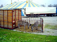 Circus Gaertner 4 [ 154.33 Kb ]