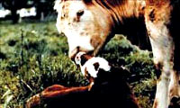 Cow and calf [ 17.71 Kb ]