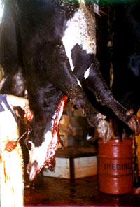 Slaughter [ 28.13 Kb ]