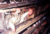 Battery cages 2 [ 29.50 Kb ]
