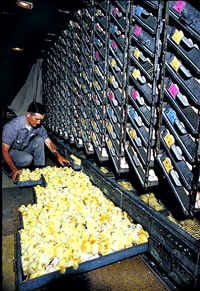 chick [ 52.31 Kb ]
