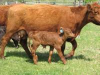 Mothers on the Farm