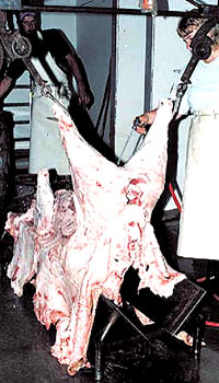 Prerada svinja [ 50.50 Kb ]