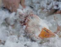 Feather plucking, Photo by Society for the Advancement of Animal Wellbeing [ 47.23 Kb ]