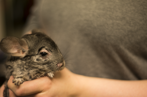 Behind the Fur Coat: The Story of Chinchillas in 20 Photos