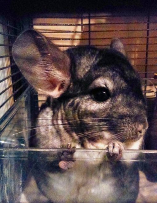 Behind the Fur Coat: The Story of Chinchillas in 20 Photos