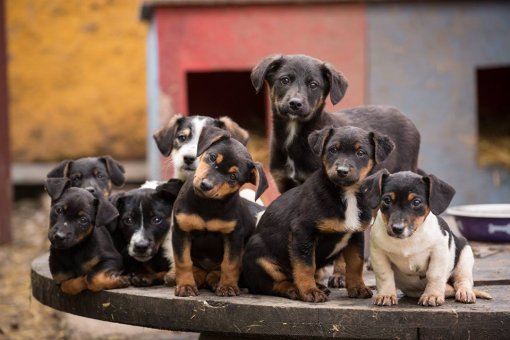 Dogs in animal shelter in Osijek [ 69.03 Kb ]