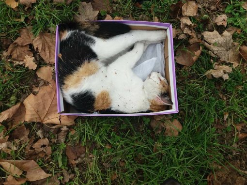 Dead cat in a shoebox
