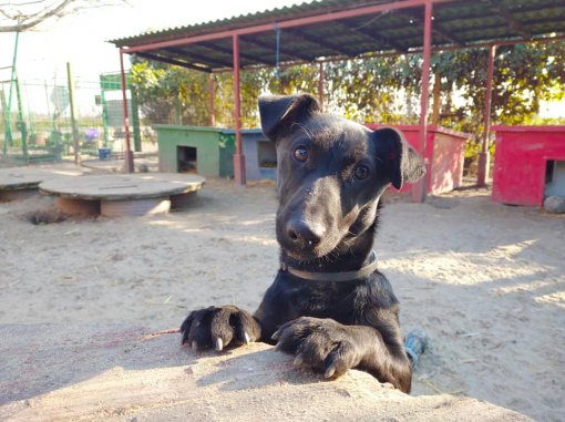 Shelter Victorias 1 [ 89.26 Kb ]