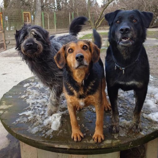 Organization Pobjede 2 [ 174.71 Kb ]