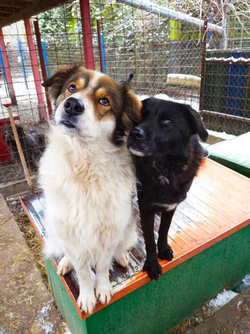 Organization Pobjede 2 [ 101.42 Kb ]