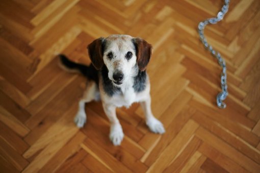 Ringo_foto_Ante Gudelj [ 110.98 Kb ]
